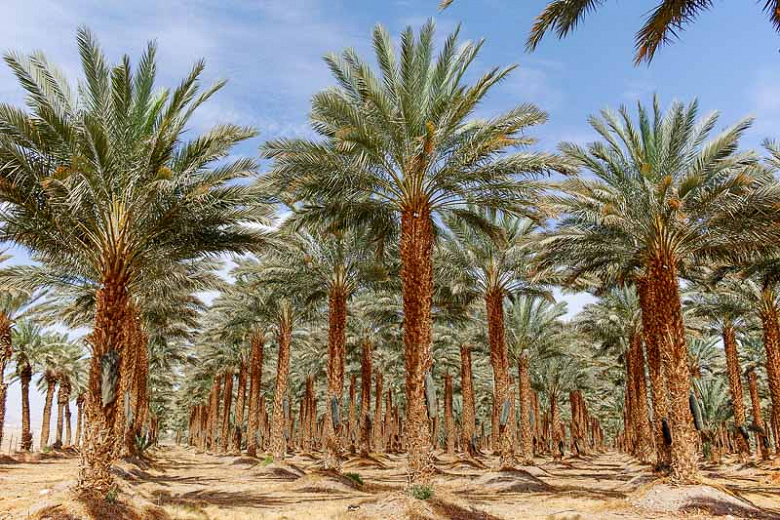 Plantation,Of,Phoenix,Dactylifera,,Commonly,Known,As,Date,Or,Date